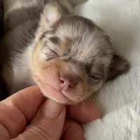 Tyson, a male Chihuahua for sale in Buffalo, NY – Photo 3 of 10