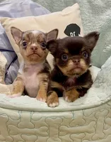 Tyson, a male Chihuahua for sale in Buffalo, NY – Photo 10 of 10