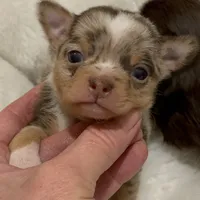 Tyson, a male Chihuahua for sale in Buffalo, NY – Photo 1 of 10