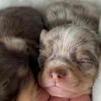 Tyson, a male Chihuahua for sale in Buffalo, NY – Photo 7 of 10