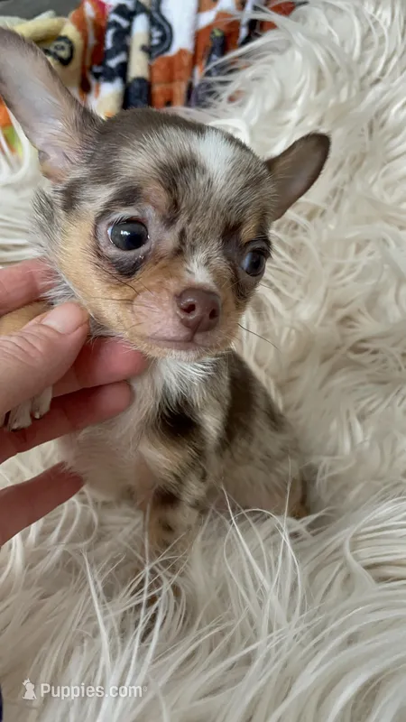 Tyson – Chihuahua puppy for sale in Buffalo, NY