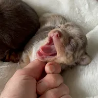 Tyson, a male Chihuahua for sale in Buffalo, NY – Photo 9 of 10