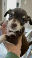 Randomi, a female Chihuahua and Poodle - Toy  for sale in Buffalo, NY – 7 of 10