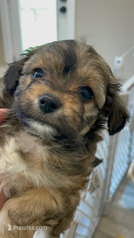 Randomi – Chihuahua, Poodle - Toy  puppy for sale in Buffalo, NY