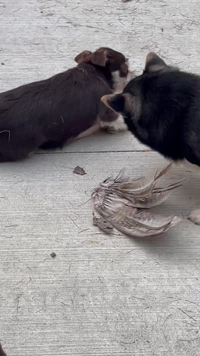 Magooti , a female Chihuahua for sale in Buffalo, NY – 3 of 4