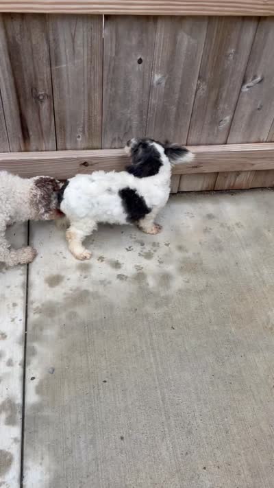 Pedro, a male Chihuahua and Poodle - Miniature  for sale in Buffalo, NY – 8 of 8