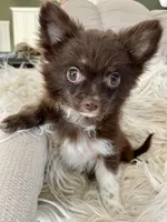Available, a female Chihuahua for sale in Buffalo, NY – 8 of 10