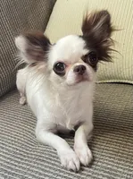 Hannah, a female Chihuahua for sale in Buffalo, NY – 1 of 1