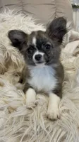 Brinday, a female Chihuahua for sale in Buffalo, NY – 1 of 7