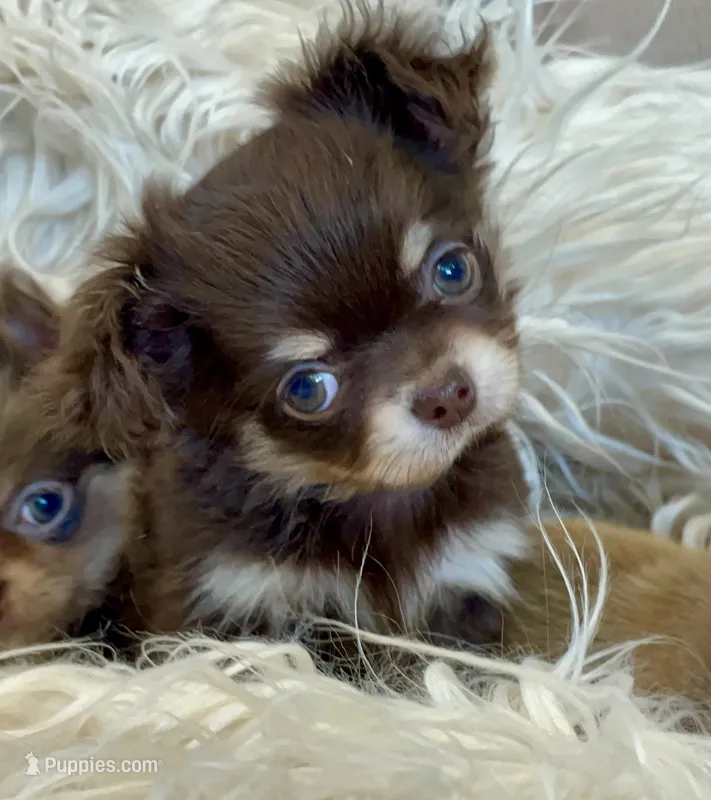 Available – Chihuahua puppy for sale in Buffalo, NY