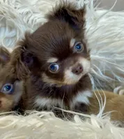 Available, a female Chihuahua for sale in Buffalo, NY – 1 of 10