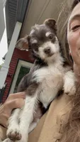 Ruby Tuesday, a female Chihuahua and Poodle - Miniature  for sale in Buffalo, NY – 1 of 7