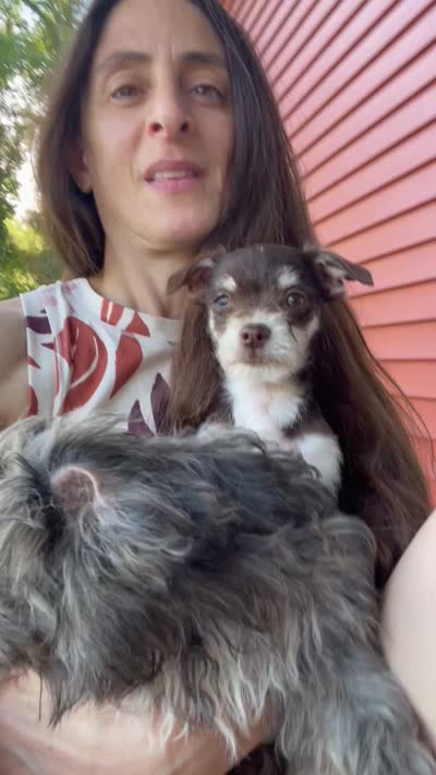 Ruby Tuesday, a female Chihuahua and Poodle - Miniature  for sale in Buffalo, NY – 6 of 7