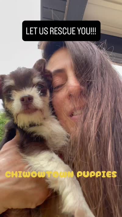 Ruby Tuesday, a female Chihuahua and Poodle - Miniature  for sale in Buffalo, NY – 5 of 7