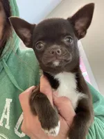 Prima, a female Chihuahua for sale in Buffalo, NY – 1 of 1