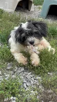 Pedro, a male Chihuahua and Poodle - Miniature  for sale in Buffalo, NY – 4 of 8