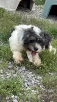 Pedro, a male Chihuahua and Poodle - Miniature  for sale in Buffalo, NY – 5 of 8