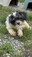 Pedro, a male Chihuahua and Poodle - Miniature  for sale in Buffalo, NY – 2 of 8