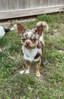 Buster, a male Chihuahua for sale in Buffalo, NY – 2 of 10