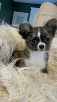 Available, a female Chihuahua for sale in Buffalo, NY – 4 of 10