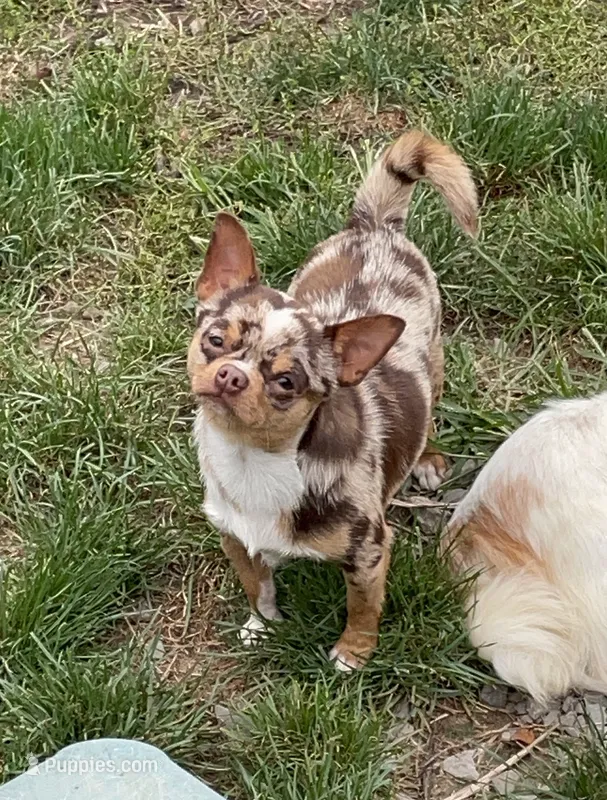 Buster – Chihuahua puppy for sale in Buffalo, NY
