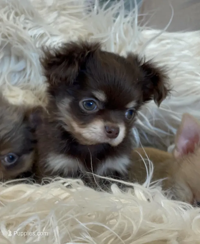 Zila – Chihuahua puppy for sale in Buffalo, NY