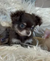 Zila, a female Chihuahua for sale in Buffalo, NY – 1 of 4