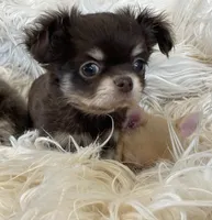 Zila, a female Chihuahua for sale in Buffalo, NY – 3 of 4
