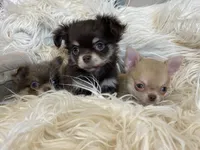 Zila, a female Chihuahua for sale in Buffalo, NY – 4 of 4