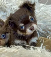 Zila, a female Chihuahua for sale in Buffalo, NY – 2 of 4