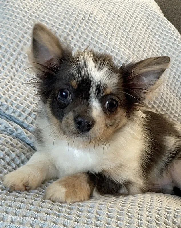 Target – Chihuahua puppy for sale in Buffalo, NY