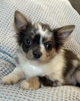 Target, a male Chihuahua for sale in Buffalo, NY – 1 of 2