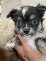 Available, a female Chihuahua for sale in Buffalo, NY – 7 of 10