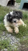 Pedro, a male Chihuahua and Poodle - Miniature  for sale in Buffalo, NY – 6 of 8