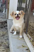 Available, a female Chihuahua for sale in Buffalo, NY – 2 of 10
