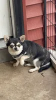 Magooti , a female Chihuahua for sale in Buffalo, NY – 2 of 4