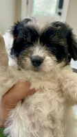 Randomi, a female Chihuahua and Poodle - Toy  for sale in Buffalo, NY – 6 of 10