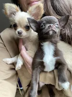 Aria, a female Chihuahua for sale in Buffalo, NY – 7 of 7