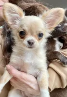 Aria, a female Chihuahua for sale in Buffalo, NY – 6 of 7