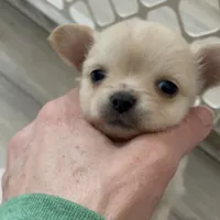 Aria, a female Chihuahua for sale in Buffalo, NY – Photo 3 of 3