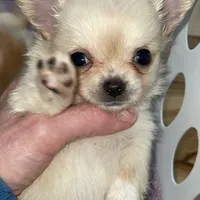 Aria, a female Chihuahua for sale in Buffalo, NY – Photo 2 of 3