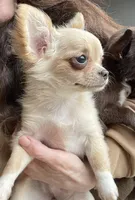 Aria, a female Chihuahua for sale in Buffalo, NY – 5 of 7