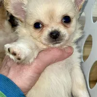 Aria, a female Chihuahua for sale in Buffalo, NY – Photo 1 of 3