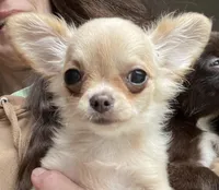 Aria, a female Chihuahua for sale in Buffalo, NY – 1 of 7