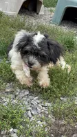 Pedro, a male Chihuahua and Poodle - Miniature  for sale in Buffalo, NY – 3 of 8