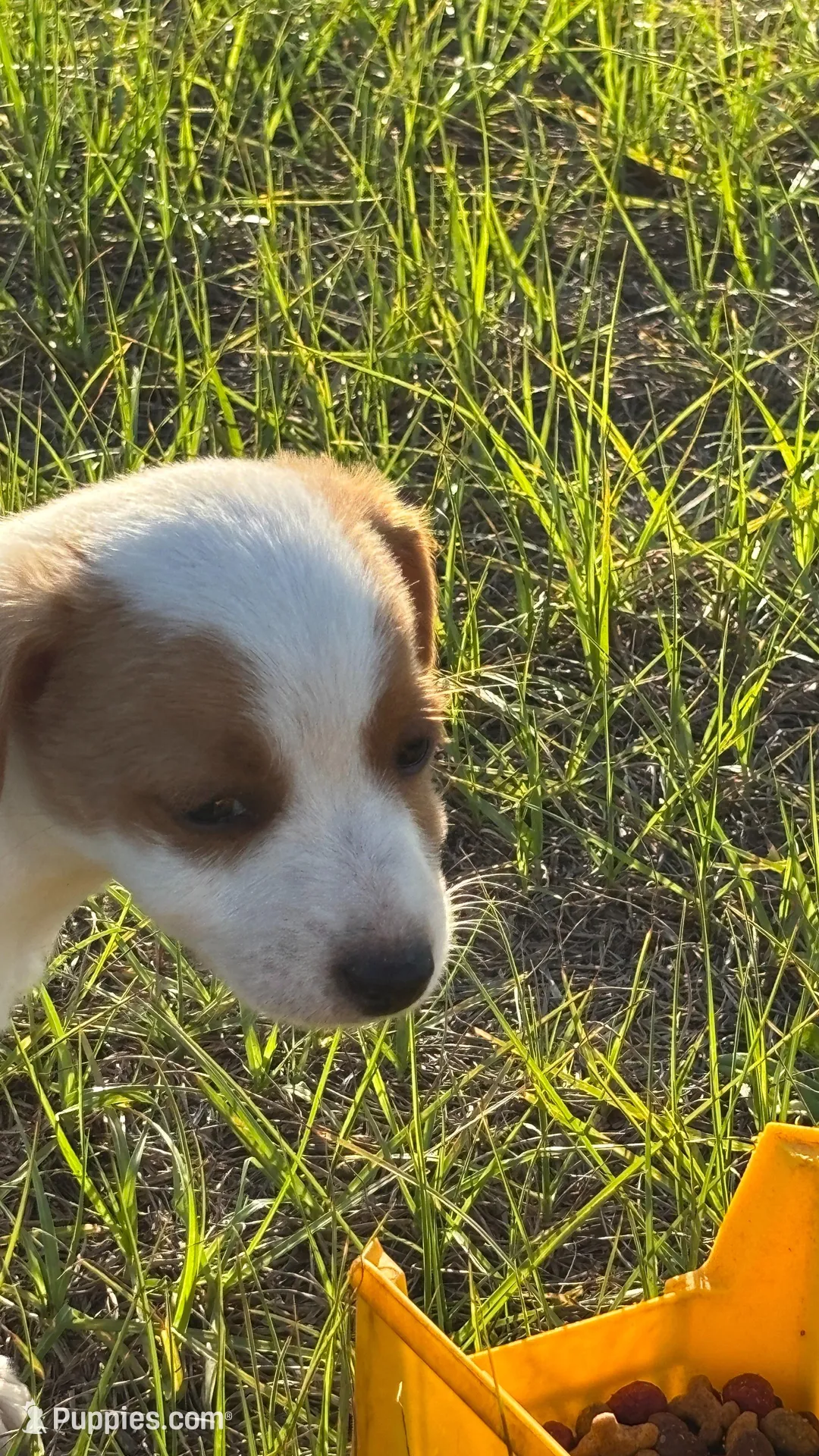 Sara's Boy 1, a male Jack Russell Terrier for sale in Dade City, FL – Photo 3 of 4