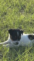 Sara's Girl 1, a female Jack Russell Terrier for sale in Dade City, FL – Photo 1 of 5