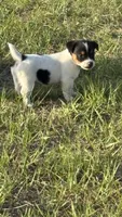Sara's Girl 1, a female Jack Russell Terrier for sale in Dade City, FL – Photo 2 of 5