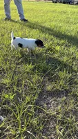 Sara's Girl 1, a female Jack Russell Terrier for sale in Dade City, FL – Photo 4 of 5