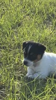Sara's Girl 1, a female Jack Russell Terrier for sale in Dade City, FL – Photo 3 of 5